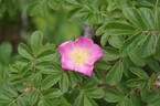 Iwara rose photo