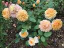 Schöne Westerwälderin rose photo