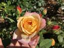 Schöne Westerwälderin rose photo