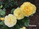 Skeeter rose photo