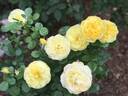 Skeeter rose photo