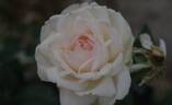 Stephanie Guttenberg rose photo