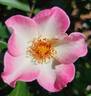 Dick Streeper rose photo