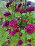 Souvenir de Alphonse Lavallee rose photo
