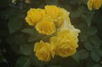 Dancing Girl of Izu rose photo