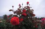 Lady Rose rose photo