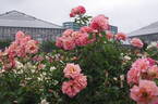 Zambra '92 rose photo
