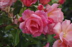 Zambra '92 rose photo