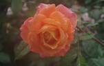 Manyo rose photo