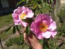 19A rose photo