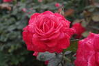 Artistry rose photo