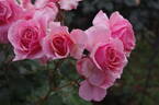 Tournament of Roses rose photo