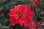 Princess Michiko rose photo