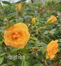Harvest Fayre rose photo