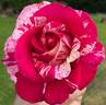 Brindabella Delicious rose photo