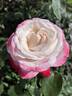 Brindabella Faith rose photo
