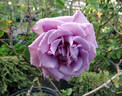 Vol de Nuit rose photo