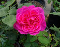 Mary Margaret McBride rose photo