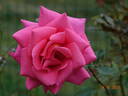 Fragrance rose photo