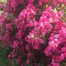 Paulette Bentall rose photo