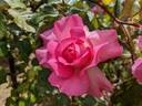 Mrs. Harold Alston rose photo