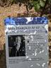 Mrs. Harold Alston rose photo