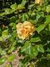 Dividend rose photo