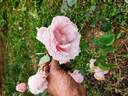 Madame Gamon rose photo