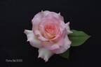 Brilliant Star rose photo