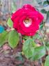 Anne Roumanoff rose photo