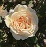 Bella di Todi ® rose photo