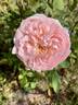 Chaucer rose photo
