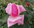 Lucie Nicolas Meyer rose photo