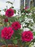 Brindabella Purple Prince rose photo