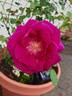 Brindabella Purple Prince rose photo