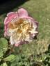 Mrs. Dudley Cross rose photo