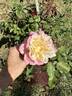 Mrs. Dudley Cross rose photo