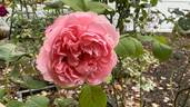 Radio Times ® rose photo