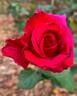Rocket rose photo