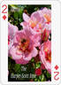 The Harper-Scott Rose rose photo