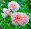 Radio Times ® rose photo