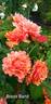 JACcofl rose photo
