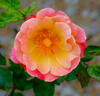 Connie's Sandstorm rose photo