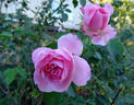Tendresse rose photo
