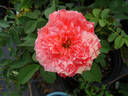 Magic Moon rose photo