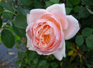 Ambridge Rose ® rose photo