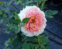 Caribbean Breeze rose photo