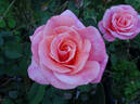 Dorcas rose photo