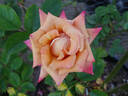 Dusty Rose rose photo