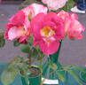 Merlin's Magic rose photo